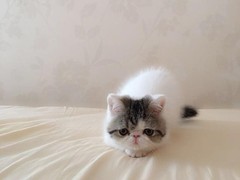 杭州蓝白多少钱