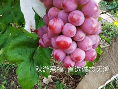诚志天鸿