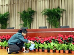 苏州绿植租赁