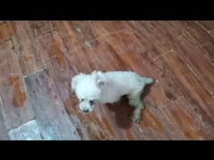 上海长宁区流浪猫狗宠物小动物收养收容救助领养中心基地站