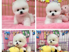 安安犬舍