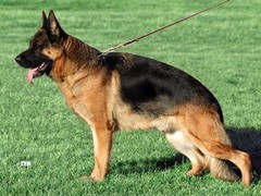 盛诚犬业