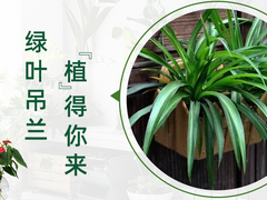 泰州吊兰出售