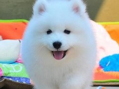 爱宠乐犬舍
