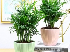 海口滨江鲜花绿植园圃