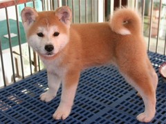 成都喜喜犬舍