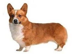 泰州美国英国猎浣熊犬