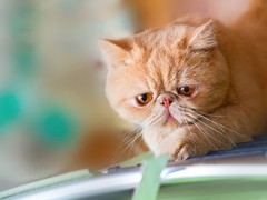 靖瑶猫舍