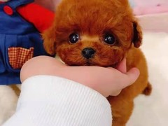 潍坊爱尔兰软毛梗