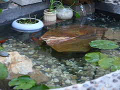 兰州锦鲤领养