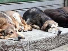 上海普陀区宠物救助领养收养收容中心