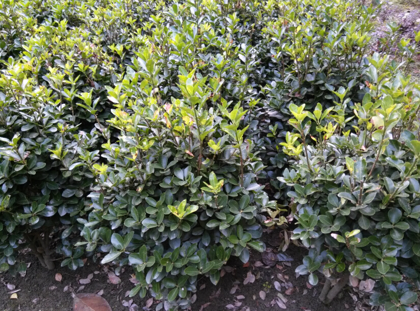 万年青_成都绿篱园艺