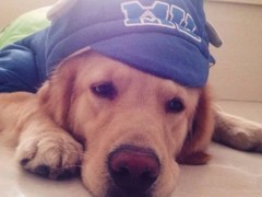 爱宠乐犬舍