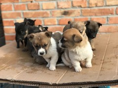 扬州冰岛牧羊犬