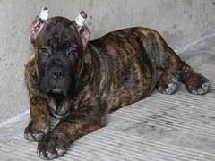 盛诚犬业