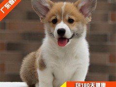 广东cku名犬繁殖基地