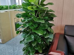 珍藏礼品