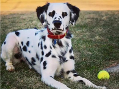绵阳牧羊犬出售