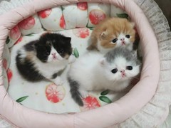 杭州蓝白多少钱