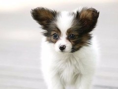 金达血统名犬繁育基地