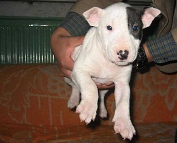 牛头梗_国际名犬俱乐部