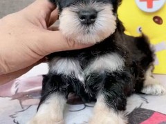 爱宠乐犬舍
