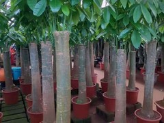 海南尚谷植颜园林景观有限公司