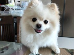 宿迁迷你贝吉格里芬凡丁犬