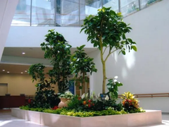 北京綠植花卉租賃租擺