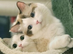 虹雨猫舍