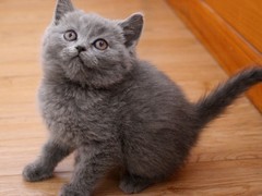 歆瑶猫舍