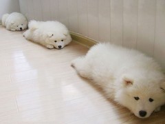 爱宠乐犬舍
