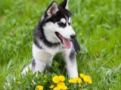 徐州比利时牧羊犬