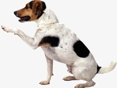 风凌犬业