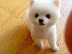 连云港西伯利亚雪橇犬