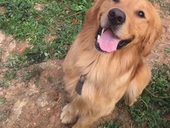 桂林红骨猎浣熊犬
