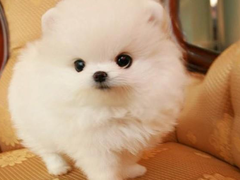 宁波库瓦兹犬