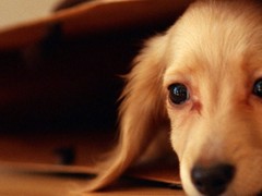 豆豆犬舍
