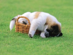 湖州罗得西亚脊背犬