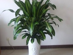 海口滨江鲜花绿植园圃