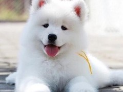 豆豆犬舍