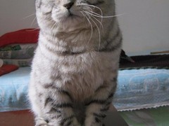 欣妍猫舍