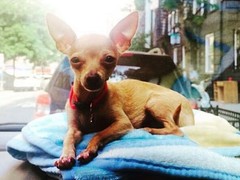 三亚大丹犬出售