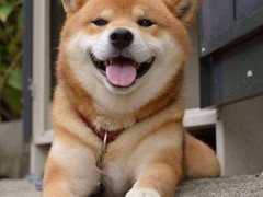 厦门伊比赞猎犬