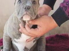 盛诚犬业