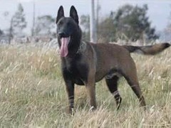 名扬犬业