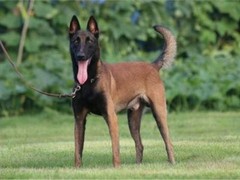 天津西藏猎犬