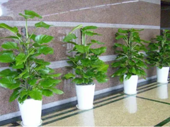 北京綠植花卉租賃租擺