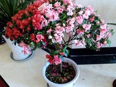 威海天鹅湖礼品网