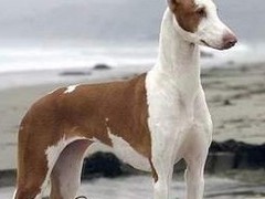 台州大丹犬领养